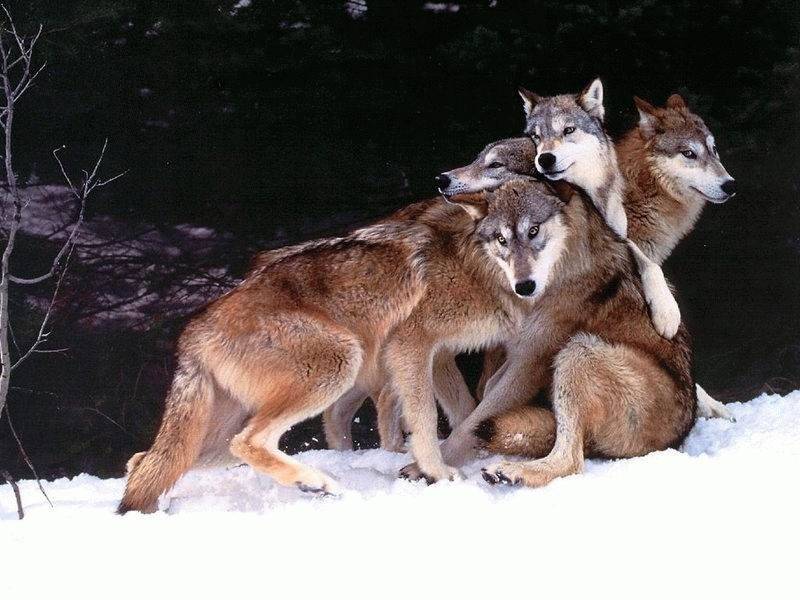 Que pensez-vous de ces loups?
