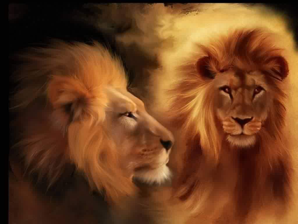 Et que dire de ces lions magnifiques?